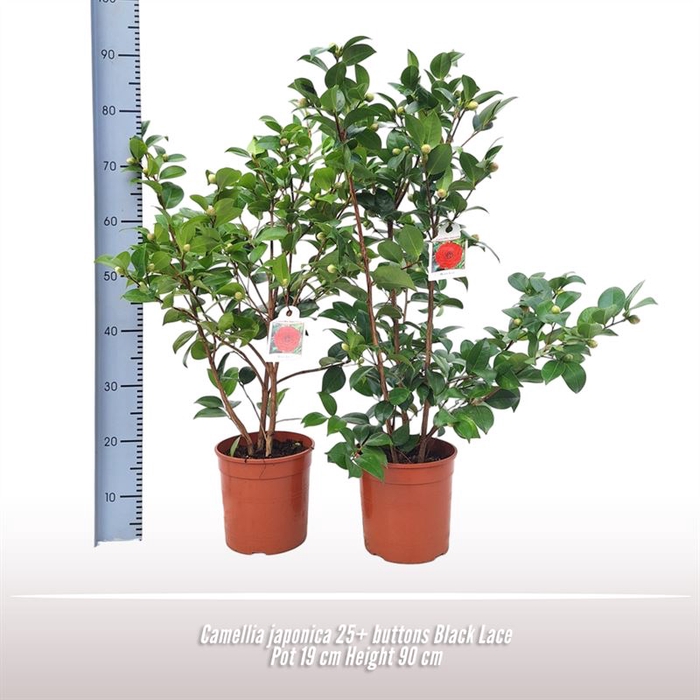 <h4>Camellia japonica struik</h4>