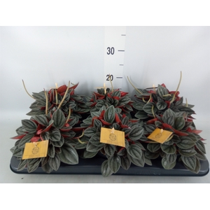 Peperomia caperata 'Santorini'