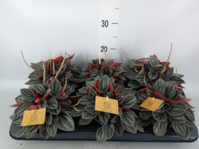 <h4>Peperomia caperata 'Santorini'</h4>