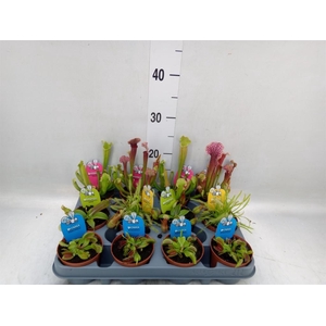 Vleesetende planten
