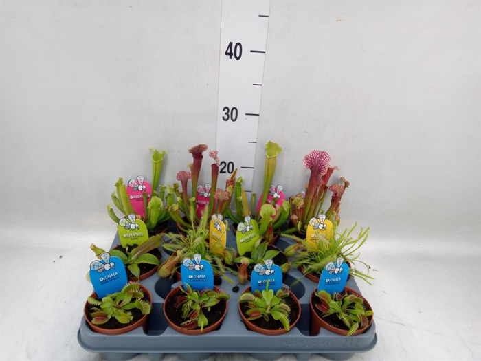 <h4>Vleesetende planten</h4>