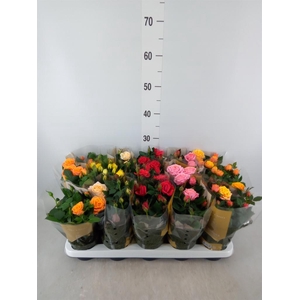 Rosa  'Kordana Grande'   ...mix