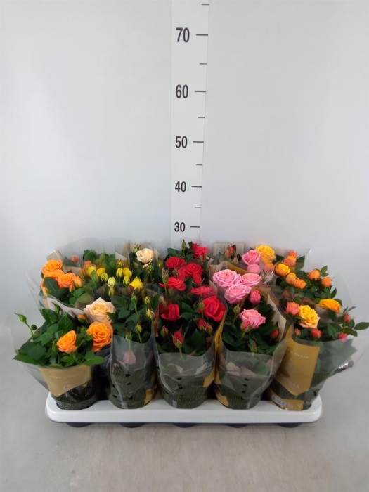 <h4>Rosa  'Kordana Grande'   ...mix</h4>