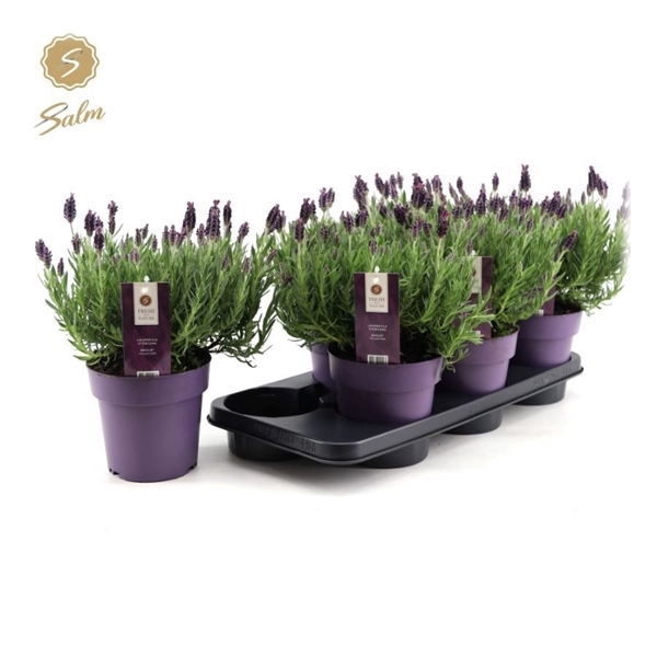 <h4>Lavandula st. 'Anouk'® Collection P15</h4>