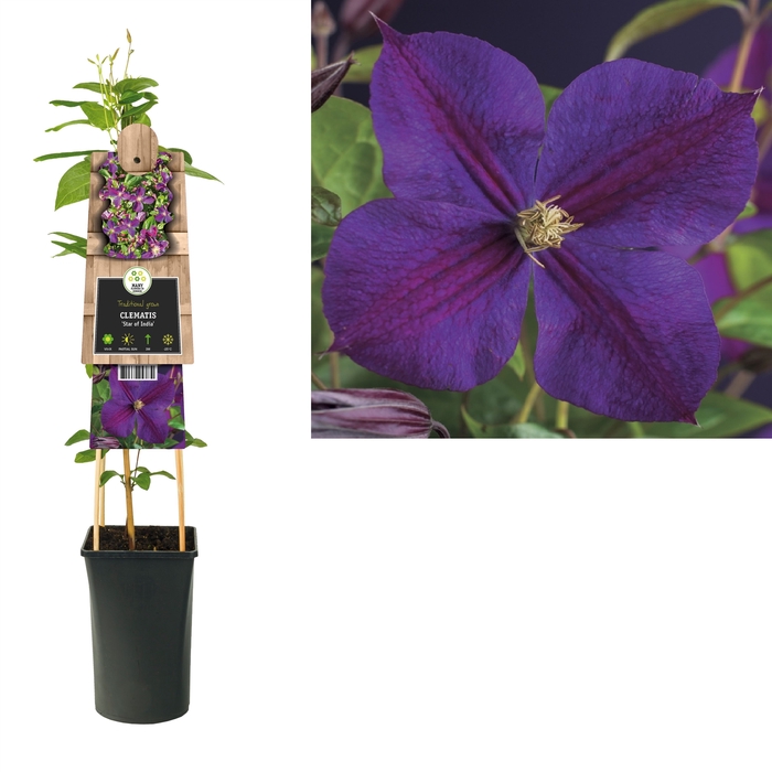 Clematis 'Star of India' 3.0 label