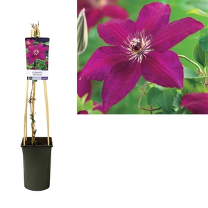 Clematis 'Westerplatte' +light label