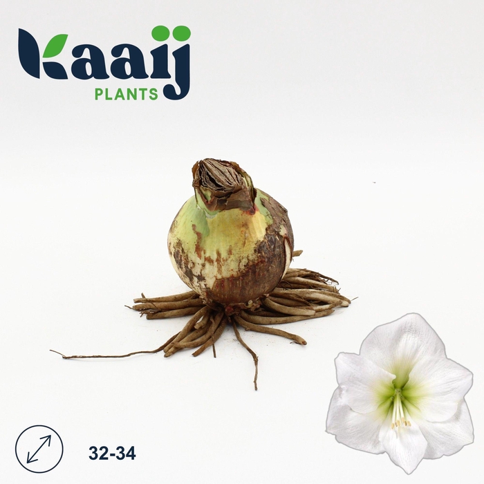 <h4>BLOEMBOL HIPPEASTRUM</h4>