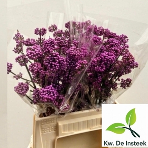 CALLICARPA BOD PROFU