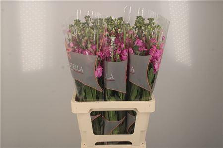 <h4>Matth Phantom Pink</h4>