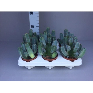 Euphorbia resinifera