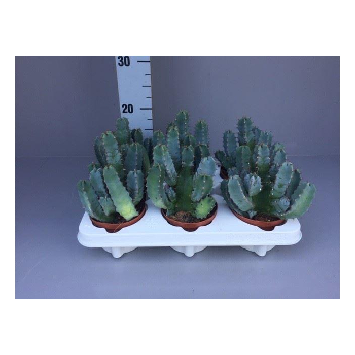 <h4>Euphorbia resinifera</h4>
