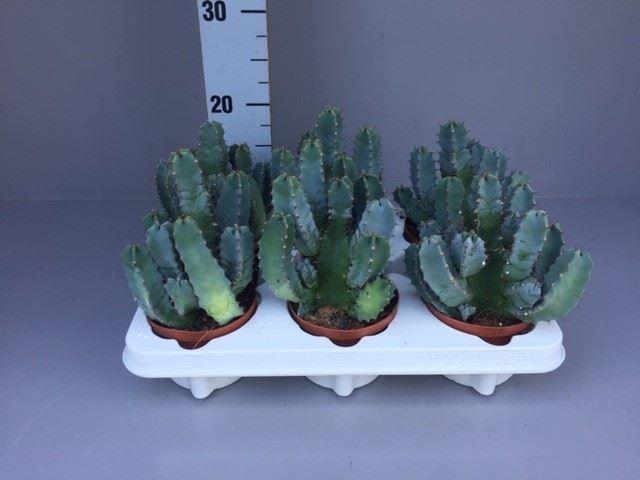 Euphorbia resinifera