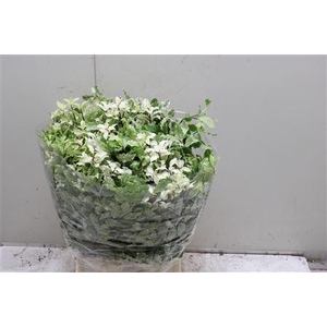 Pittosporum Bs