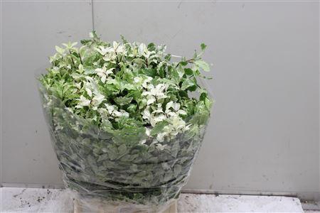 <h4>Pittosporum Bs</h4>