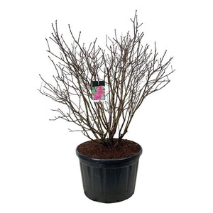 Syringa v. 'And. an Ludwig Späth'