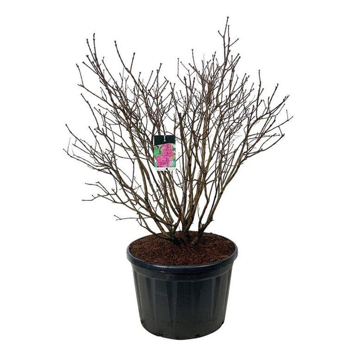 <h4>Syringa v. 'And. an Ludwig Späth'</h4>