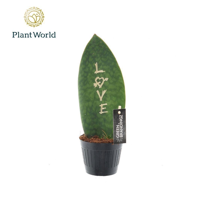<h4>Sansevieria Green Brandingz Love</h4>