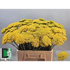 Achillea F Park Variety