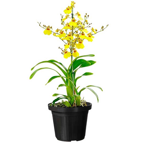 <h4>ONCIDIUM ALOHA P10</h4>