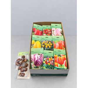 BLOEMBOL TULIPA
