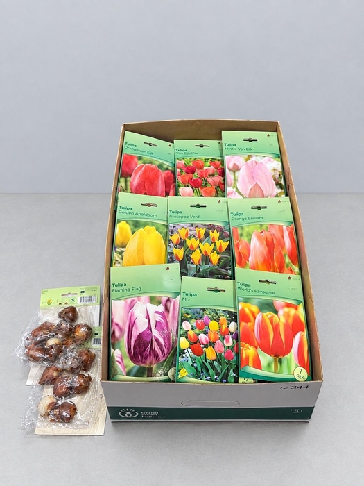 <h4>BLOEMBOL TULIPA</h4>