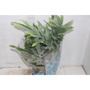 PHLEBODIUM BLUE STAR C21
