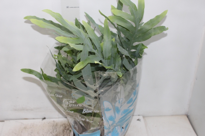<h4>PHLEBODIUM BLUE STAR C21</h4>