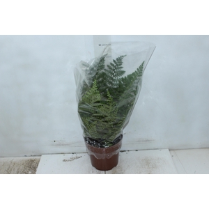 ASPLENIUM PARVATI P17