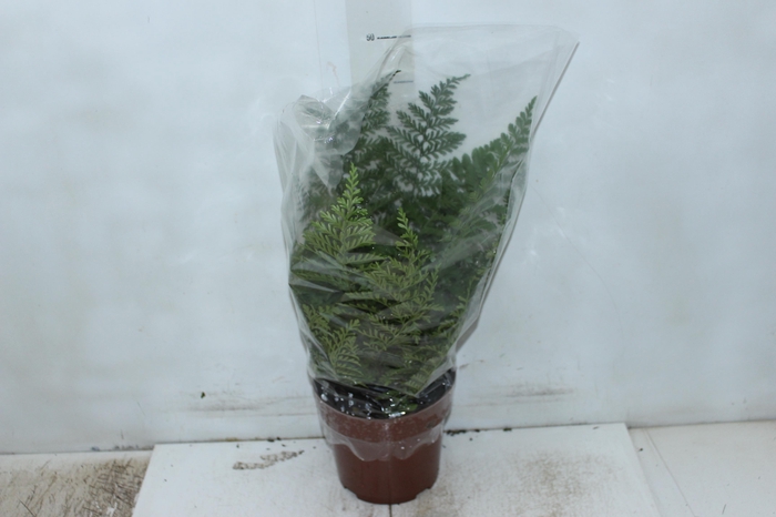 <h4>ASPLENIUM PARVATI P17</h4>