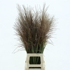 Miscanthus Rotfeder