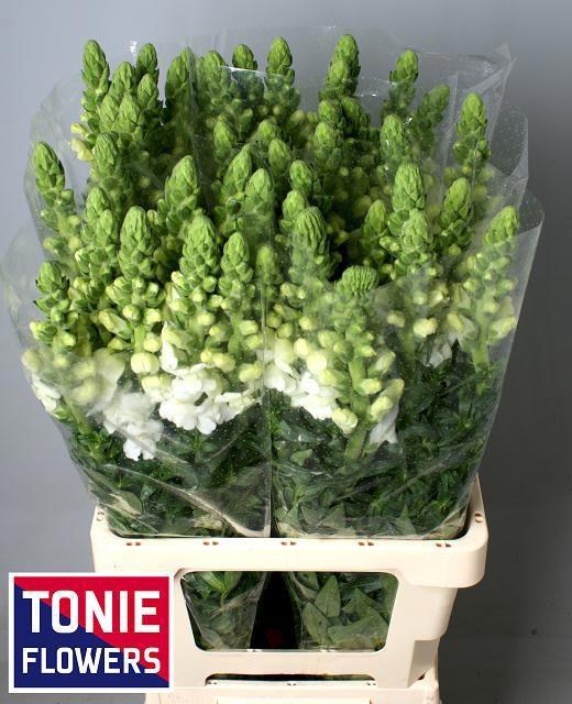 <h4>ANTIR MARY WHITE</h4>