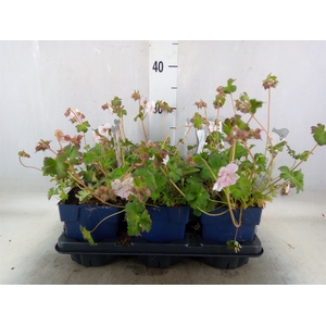 Geranium cantabrig. 'Biokovo'