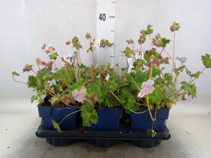 <h4>Geranium cantabrig. 'Biokovo'</h4>