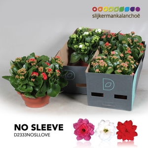 Kalanchoe No Sleeve- LOVE mix