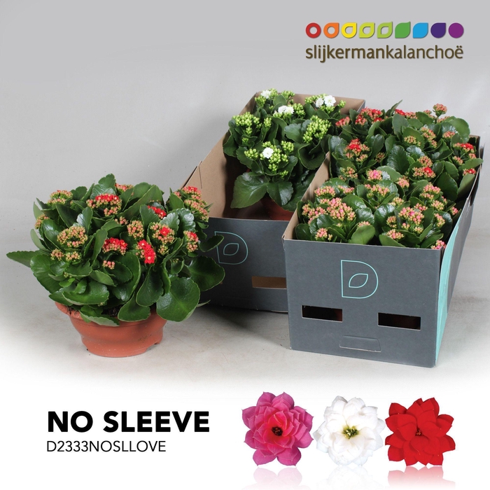 <h4>Kalanchoe No Sleeve- LOVE mix</h4>