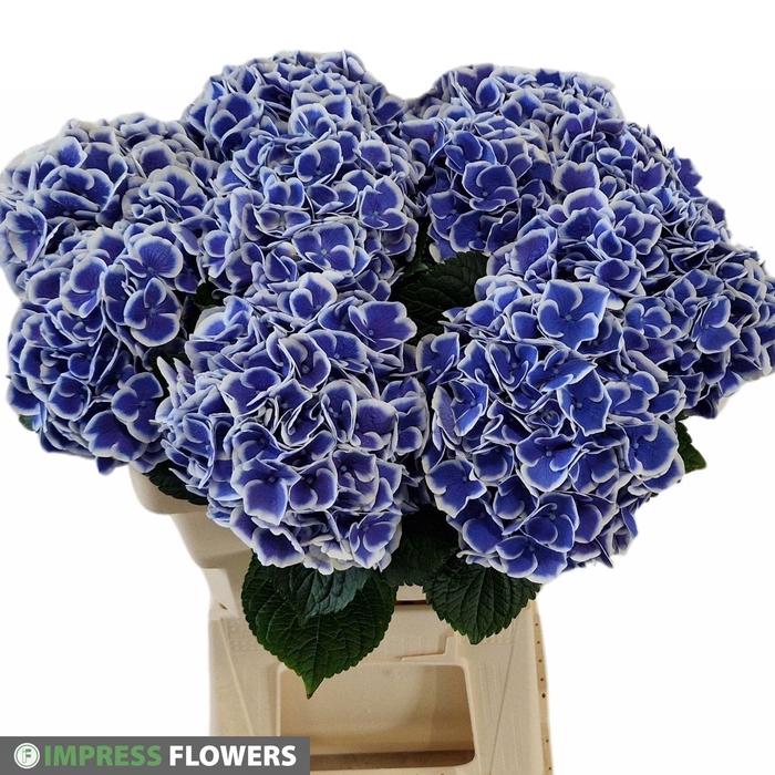 <h4>HYDR M BEAU DALI</h4>