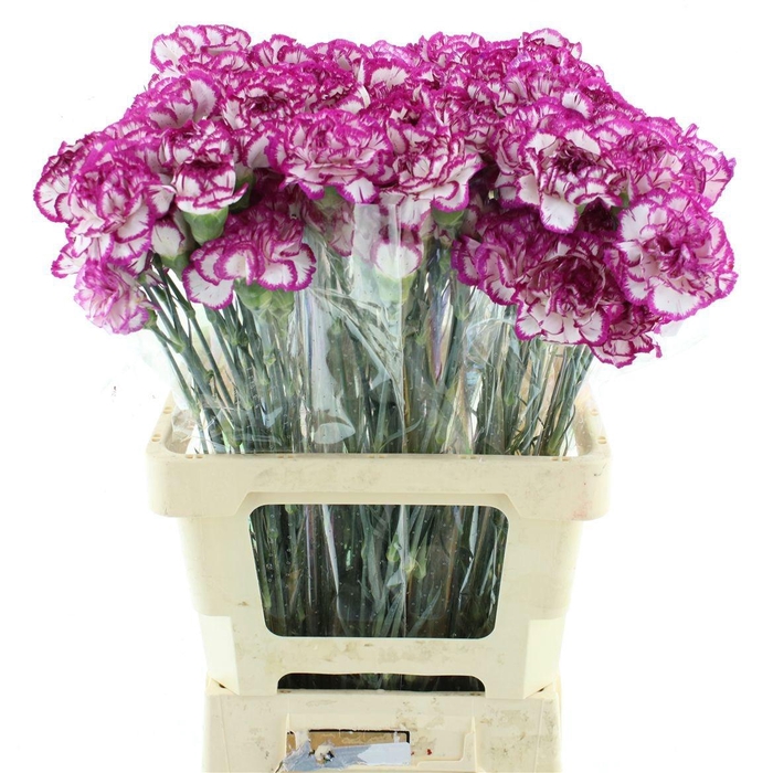 <h4>DI ST KIN WHITE CRIM</h4>