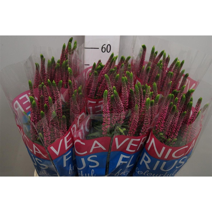 <h4>Veron Smart Artist</h4>