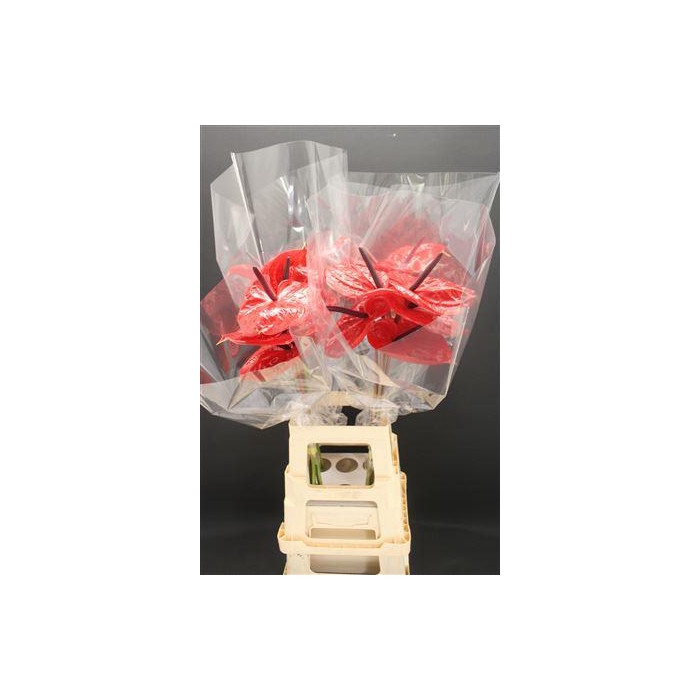 <h4>Anthurium Impulz</h4>