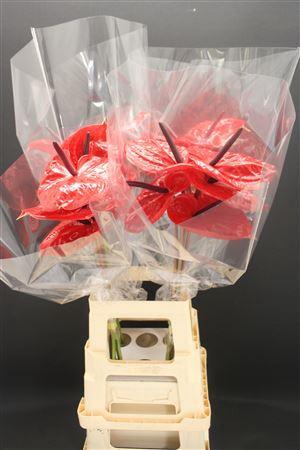 <h4>Anthurium Impulz</h4>
