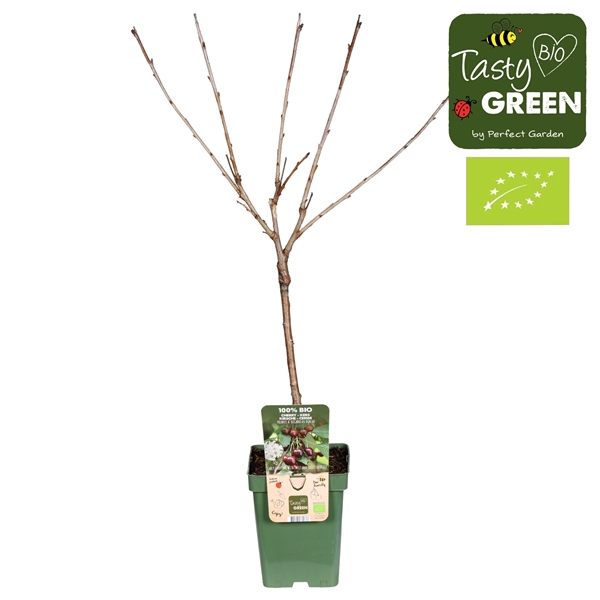 <h4>Prunus avium 'Bigarreau Burlat' Bio P23</h4>