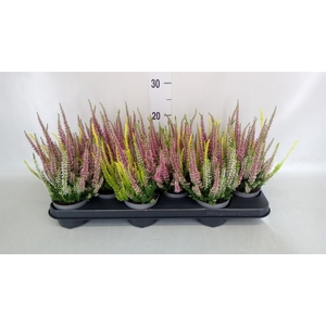 Calluna vulg. 'Beauty L'  ..mix 3/p