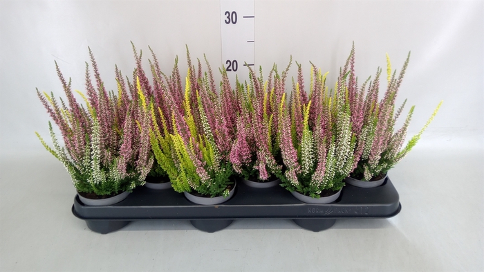 <h4>Calluna vulg. 'Beauty L'  ..mix 3/p</h4>