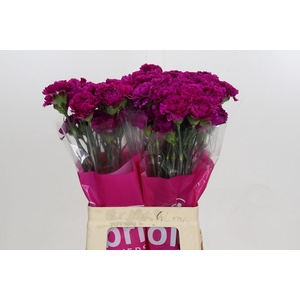 Dianthus St Nobbio Violet