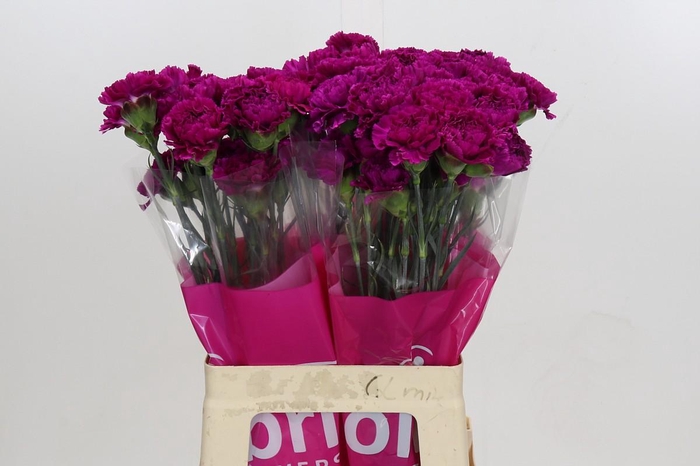 <h4>Dianthus St Nobbio Violet</h4>