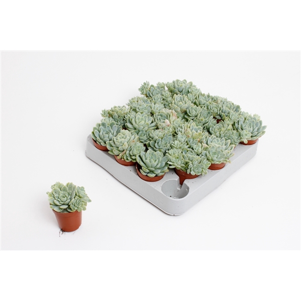 <h4>Echeveria Elegans</h4>