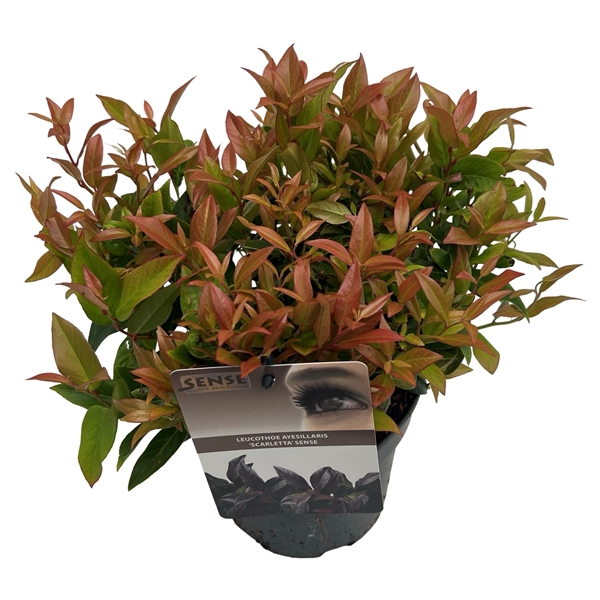 <h4>Leucothoe 'Scarletta' sense</h4>