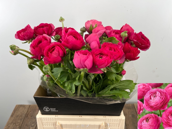 <h4>RANUNCULUS OV</h4>