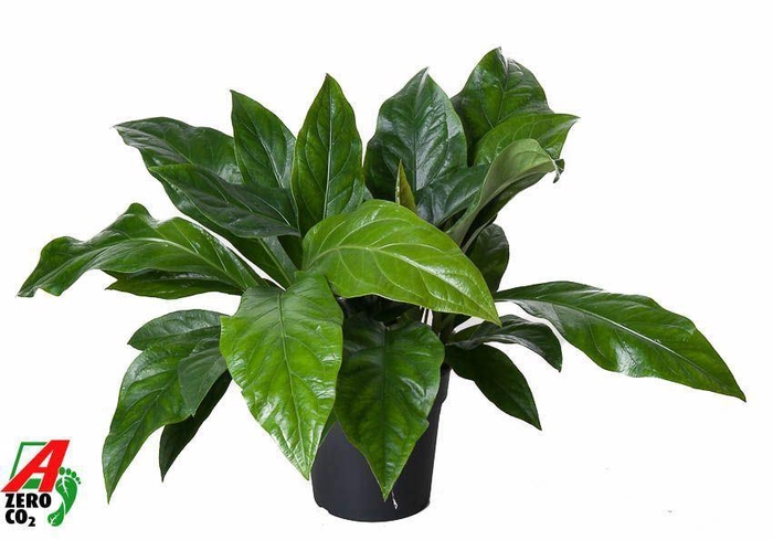<h4>Anthurium crass. 'Jungle Bush'</h4>