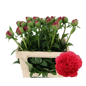 PAEO COM PERFORMANCE